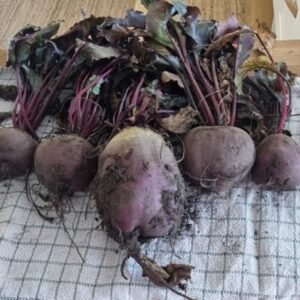 Beetroot from the community garden