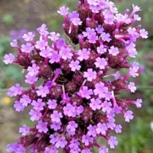 Insect friendly gardening